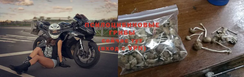 сколько стоит  Весьегонск  OMG рабочий сайт  Псилоцибиновые грибы Psilocybe 